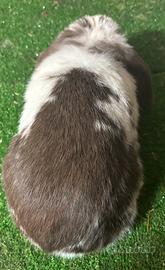Mini Lop choco split
