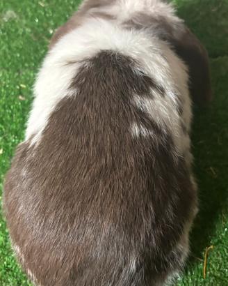 Mini Lop choco split
