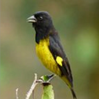 Lucherino ventregiallo xantogaster