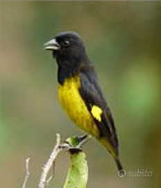 Lucherino ventregiallo xantogaster