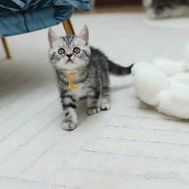 Gattino scottish British shorthair adorabile 