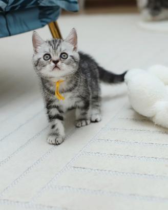 Gattino scottish British shorthair adorabile 