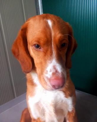 Terence il bello