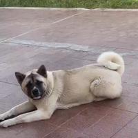 Akita americano femmina