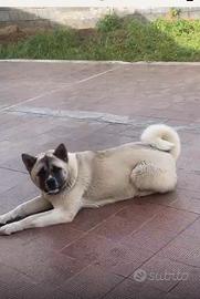 Akita americano femmina