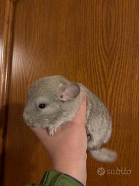 Cucciolo cincillà femmina