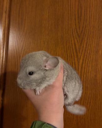 Cucciolo cincillà femmina