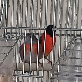 Cardinalini