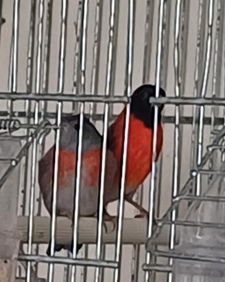 Cardinalini