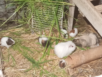 Porcellini d india cavie