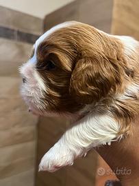 Cucciolo cavalier King blenheim