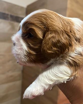 Cucciolo cavalier King blenheim