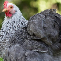 Galline concincina nane