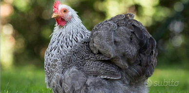 Galline concincina nane