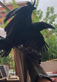 Disponibile corvo imperiale imprintato