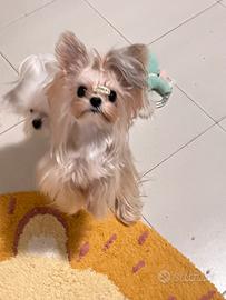 Yorkshire maschio disponibile