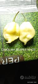 Carolina Reaper White, Red....Trinidad...