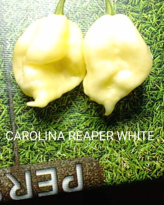 Carolina Reaper White, Red....Trinidad...