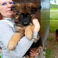 Femmina Pastore Tedesco pelo lungo