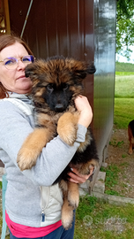 Femmina Pastore Tedesco pelo lungo