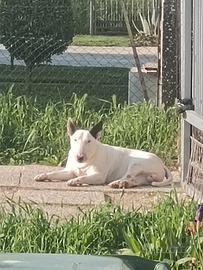 Bull terrier standard