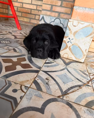 Cane corso nero