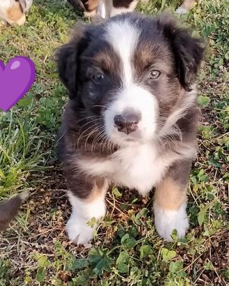 Calzini Australian Shepherd Per Donna &ndash; 2 Paia: Lavanda E Grigio &ndash; Divertenti E Sportivi