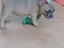 Immagine 4