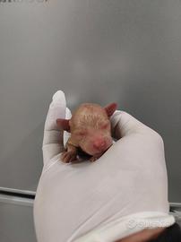 Maltipoo ANCHE A RATE