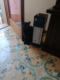 Gatto nero sterilizzato