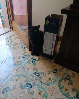 Gatto nero sterilizzato