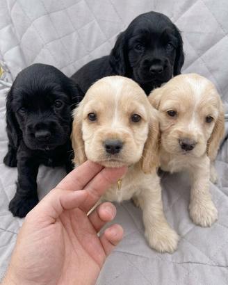 Cuccioli di cocker spaniel