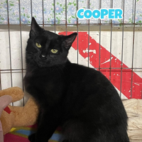 Cooper gattino nero di 4 mesi