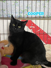 Cooper gattino nero di 4 mesi