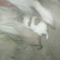 Spitz