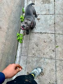 American bully exotic blue