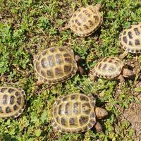 Tartarughe Horsfieldi