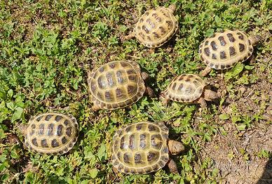 Tartarughe Horsfieldi