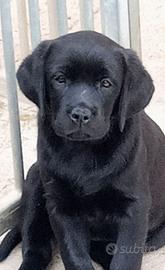 Cuccioli Labrador retriever