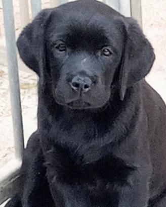 Cuccioli Labrador retriever