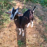 Capra