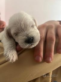 Cucciolo Schnauzer nano