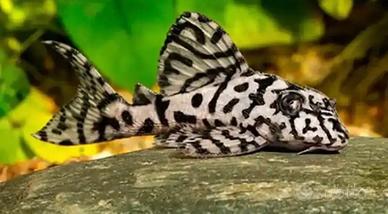 Hypancistrus L236sw