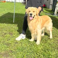 Golden retriever