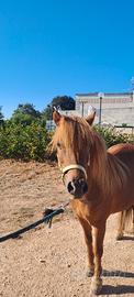 Pony
