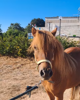 Pony