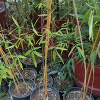 vaso Bamboo giganti fargesia phillostachis bamb