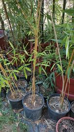 vaso Bamboo giganti fargesia phillostachis bamb