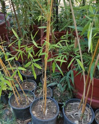 vaso Bamboo giganti fargesia phillostachis bamb