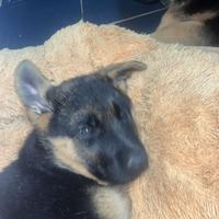 Cucciolo di pastore tedesco